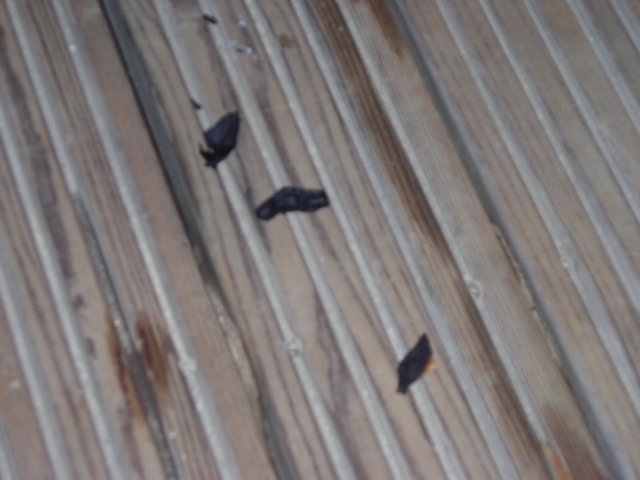 dscn2695.jpg