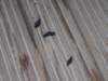 dscn2695_small.jpg