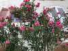 img_6437_small.jpg
